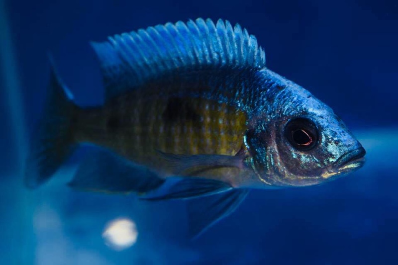 Otopharynx tetraspilus